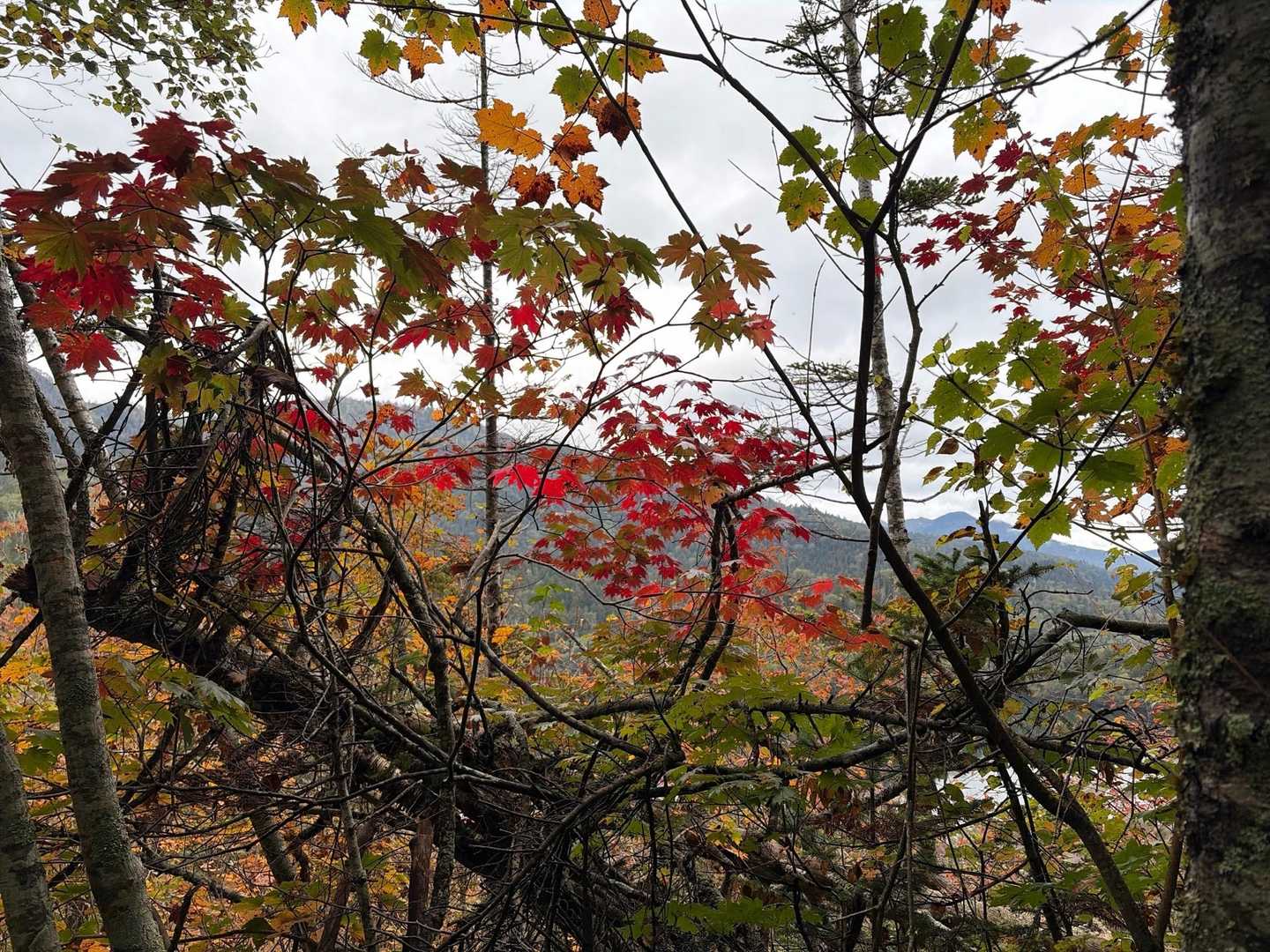 紅葉🍁始まってます