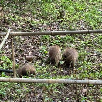 子ダヌキたち