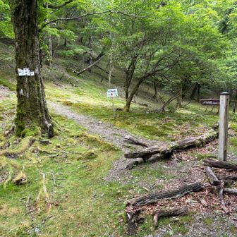分岐。左上に向かう登山道がバラの段への道だが、せっかくなので安部峠に寄ってみる。