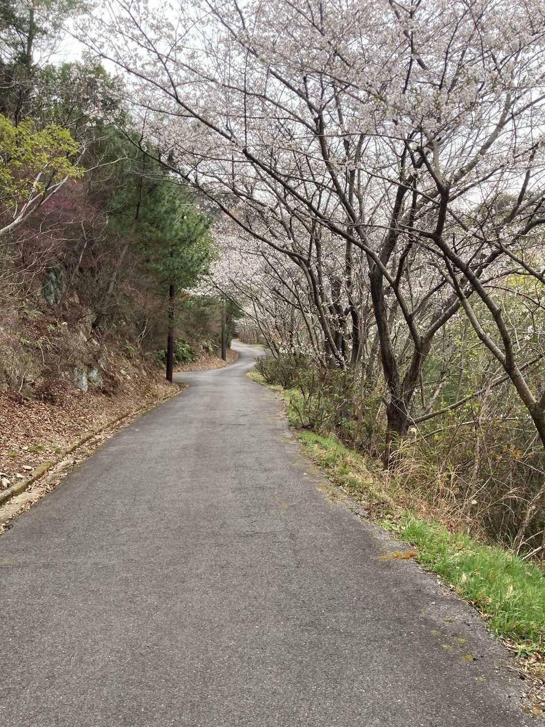 桜と🌸ミモザの谷。
歩きやすくて気持ちのいい道