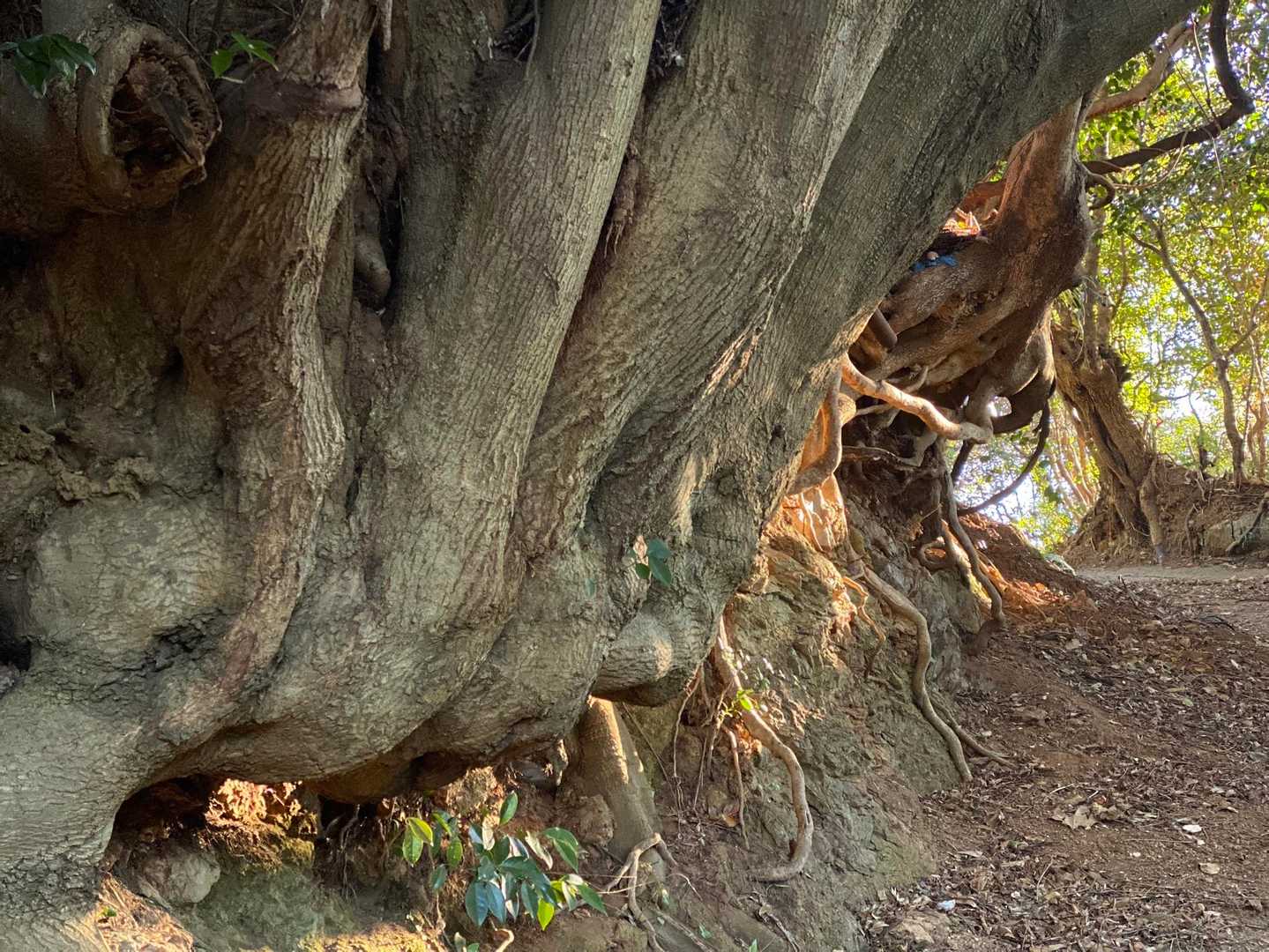 龍仙山 往復コースの写真