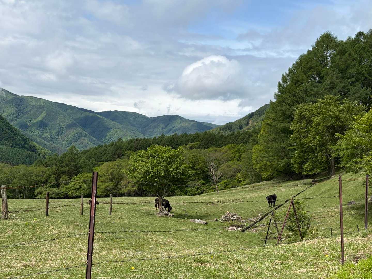 モーモー牛さん🐃🐂