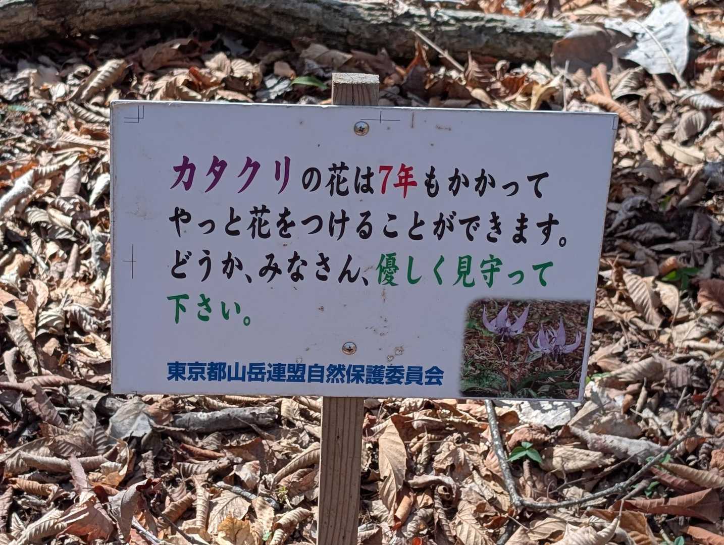 お花が咲くまで7年かかるのね💜✨️