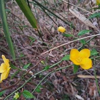やっぱり🟡は目立ちます。



(笑)K様から
【ヤマブキ】



主な花言葉

気品・崇高
金運・富（黄金色の花から）
待ちかねる
すぐれた美しさ

春に鮮やかな黄色でパッと咲く姿から、「豊かさ」や「上品な美しさ」を表すことが多いです。

「待ちかねる」という少し切ない意味もあって、昔の和歌の影響とも言われてるんだって。

明るいのにどこか奥ゆかしい…
そんな日本らしい花言葉が重なってるのがヤマブキの魅力ですね～。


私には、奥ゆかしさが…ない。