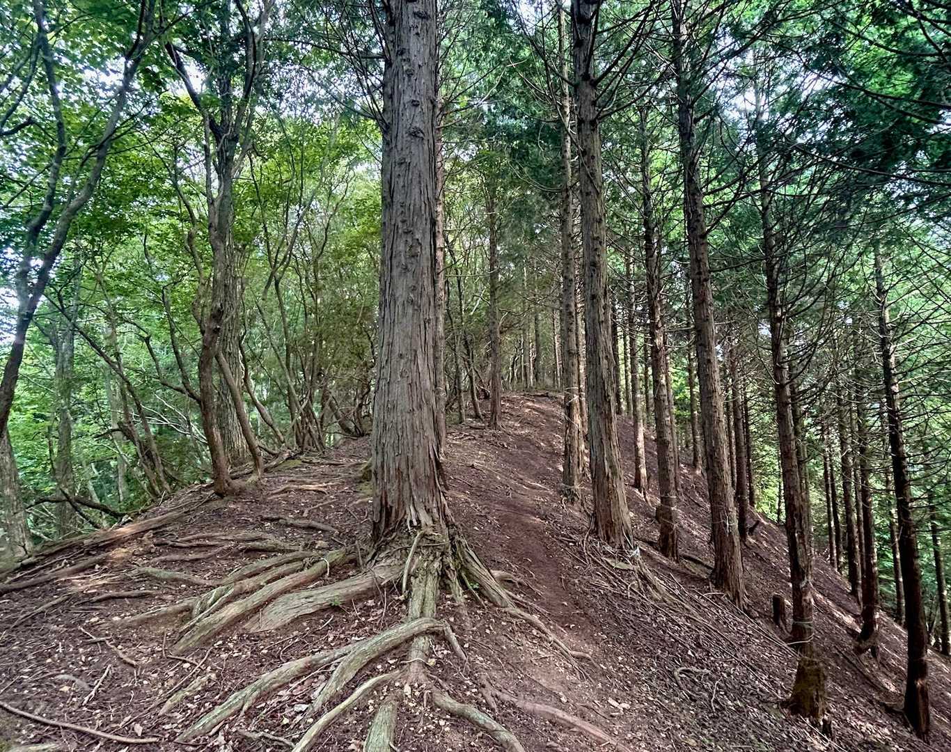 あぢぃぃ〜🥵💦💦
尾根道〽️を吹き抜ける天然エアコン🍃でクール
ダウン🆒しながらお花探し🔍▶️