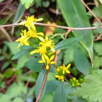 ミヤマアキノキリンソウ