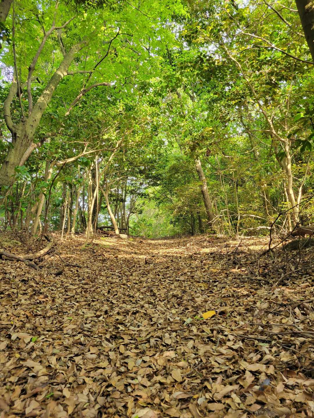 新緑とびっしり落葉🍂の絨毯を踏みしめながら下山開始します。