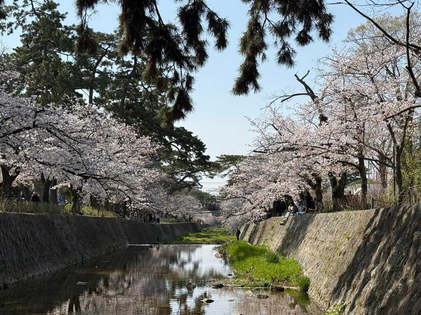 このあたりから、人、人、人、朝からにぎわっています。