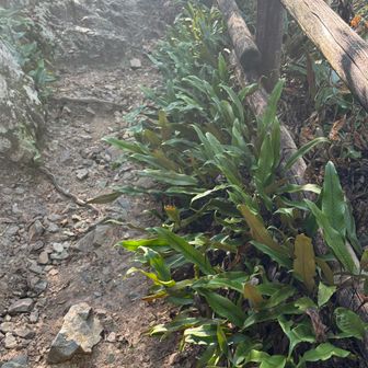 階段途中にはヒトツバが沢山生えています