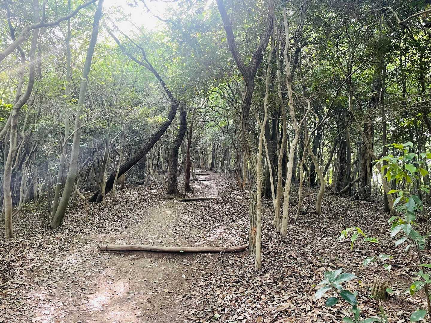 雌岡山梅林入口-雌岡山-雌岡山登り口-愛宕山-愛宕山登り口 周回コースの写真