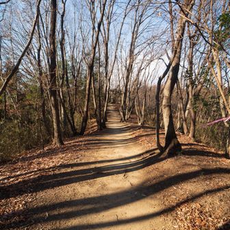 よく整備された登山道