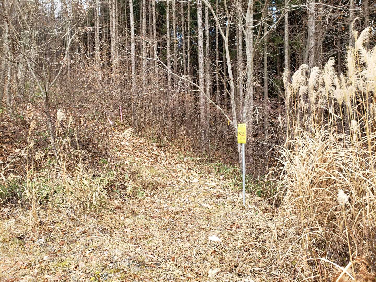 また登山道に入ります。