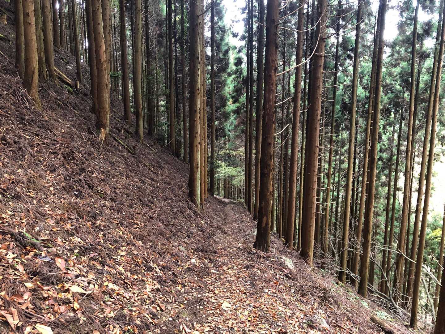 ナイストレイル✨