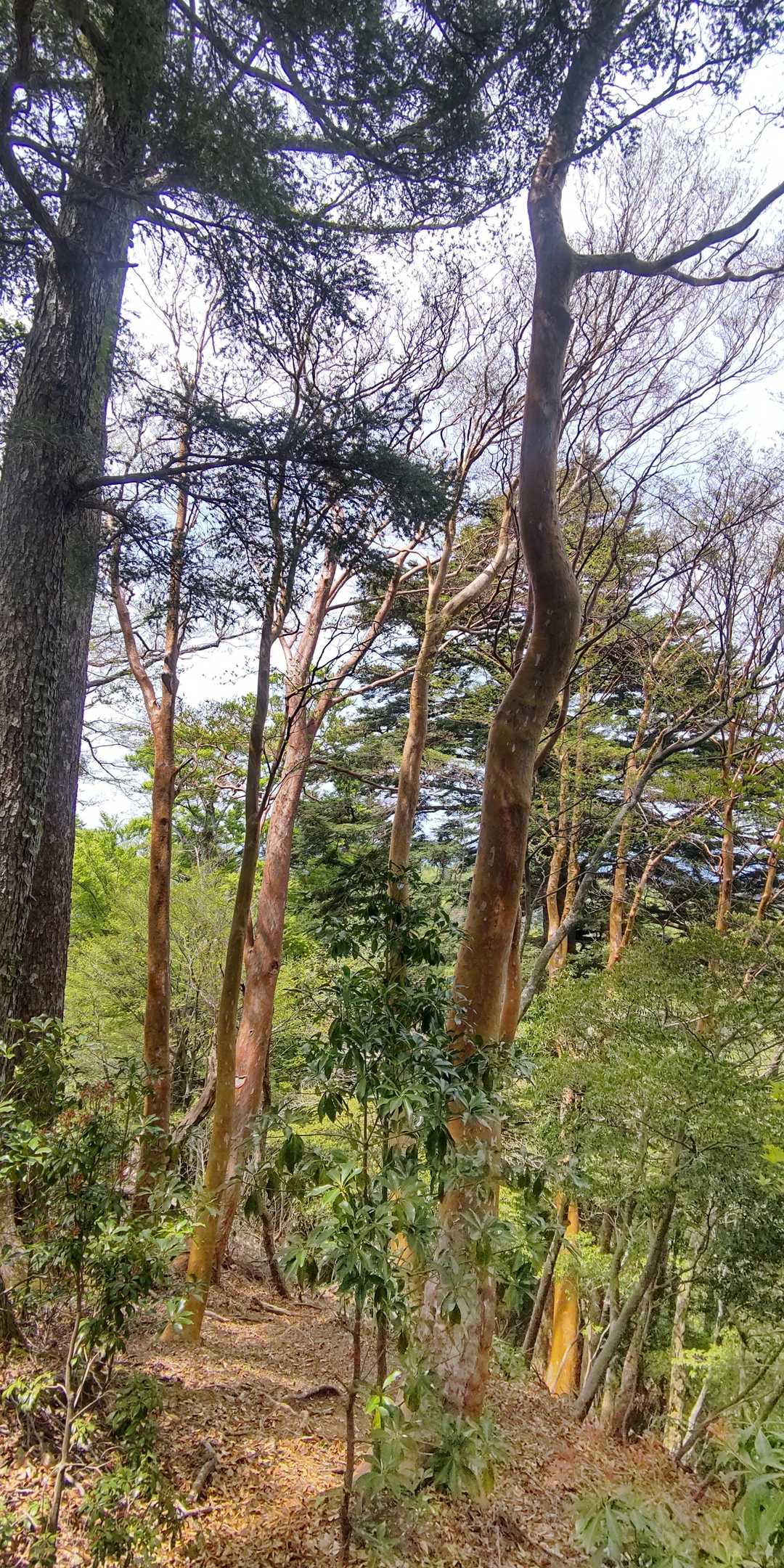 ヒメシャラの森