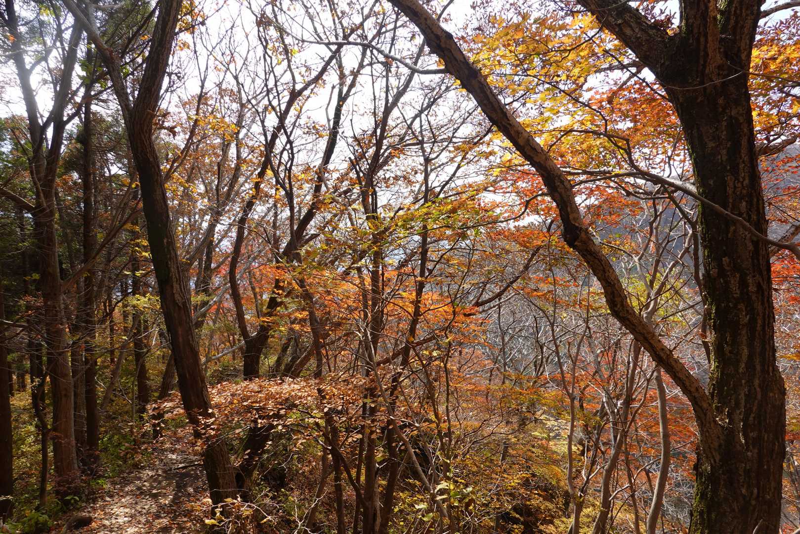 大戸尾根登山口-根子岳東峰 往復コースの写真