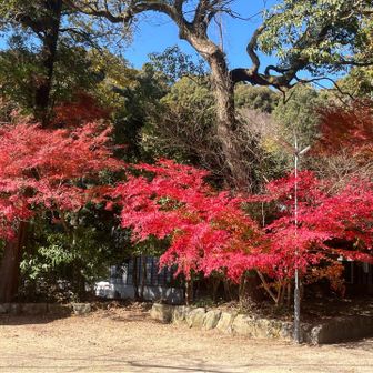 神社の紅葉
