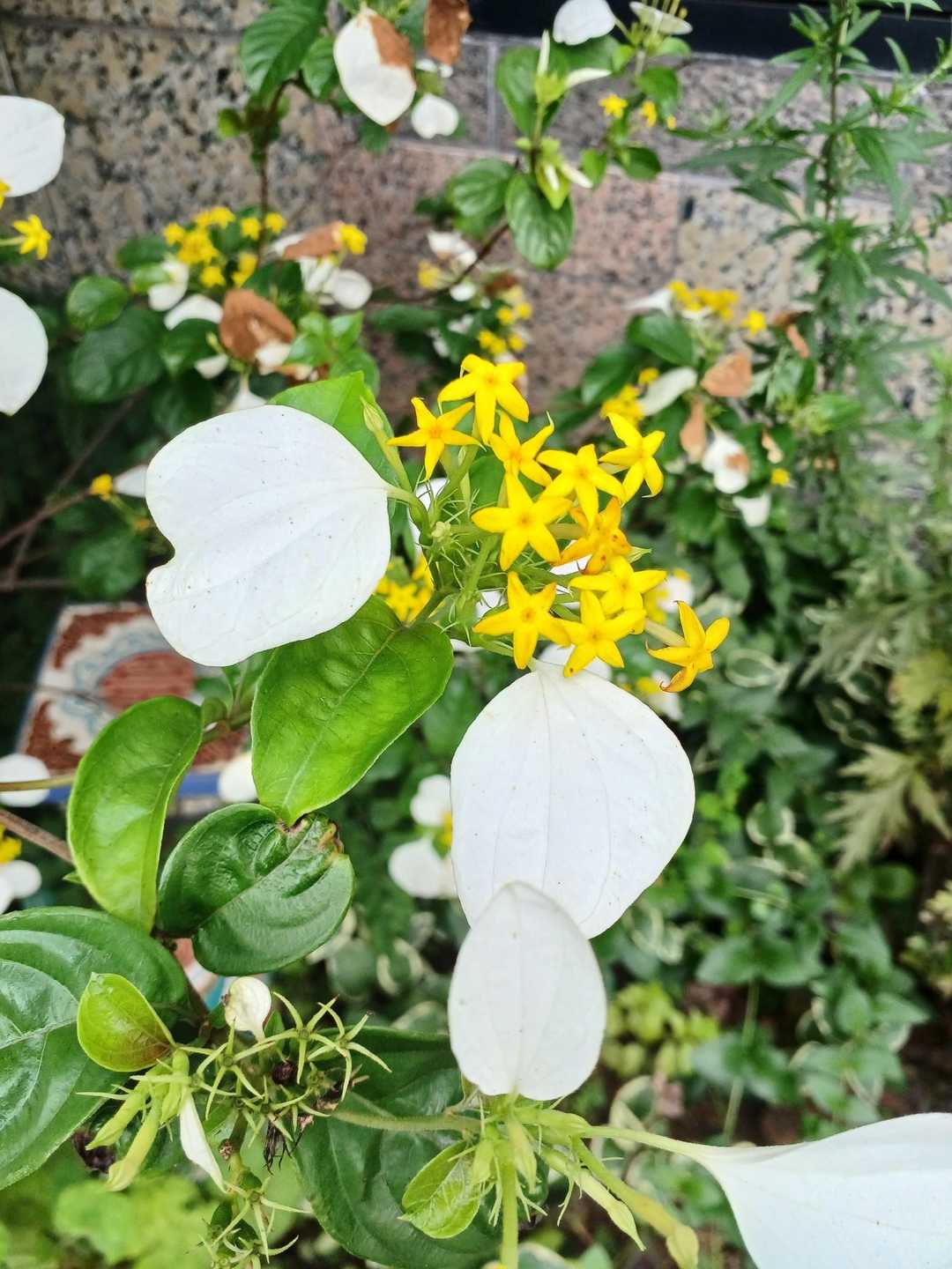 コンロンカ💠（崑崙花）（ハンカチの花  / hiroさんのモーメント