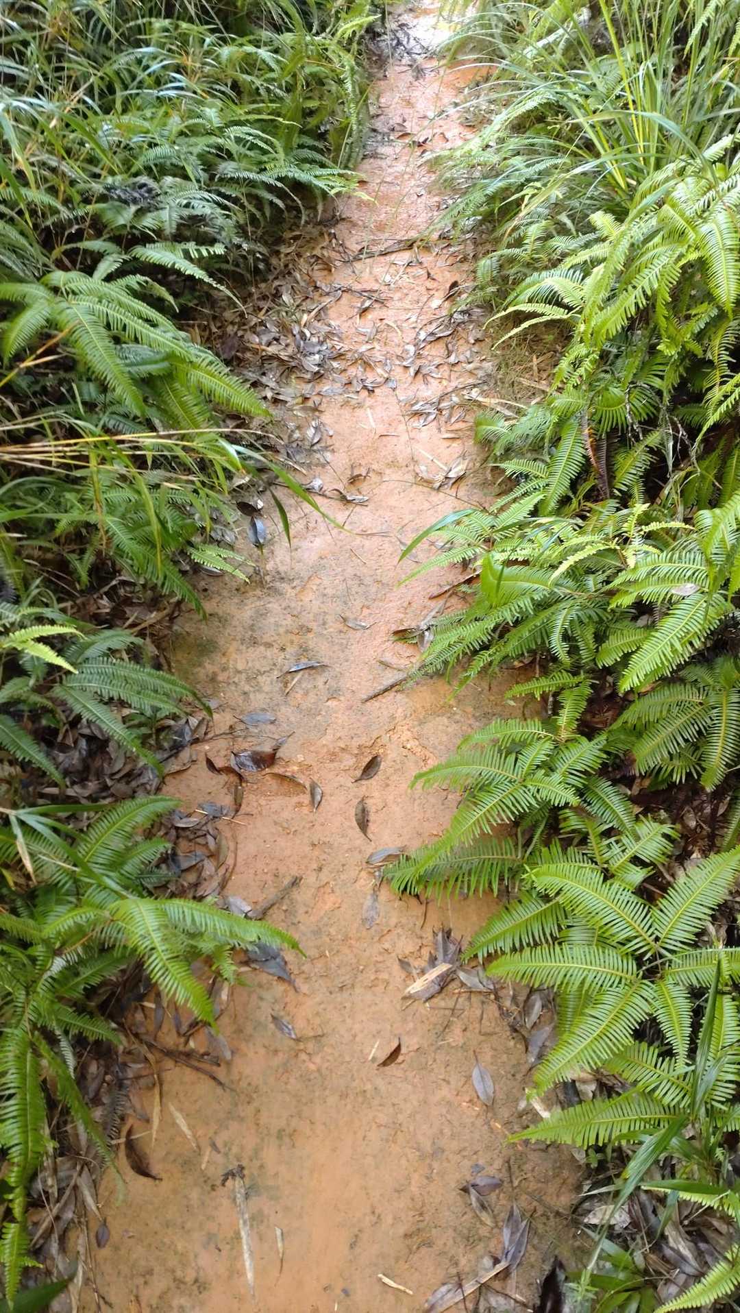 東村と大宜味村の境界線に道があります
概ねこんな赤土の道
雨が上がったばかりでツルツルです😓
アイスバーン位滑ります
かなりの気を付けて進みましたが
往復で５回転びました😭
２月の大山以来本気でアイゼンが欲しいと思いました
