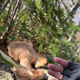 大きいキノコ