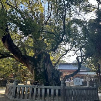 スタートしてすぐ神社があり、みんなお参りしていました🙏