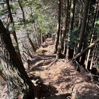 このルート歩きやすい🚶