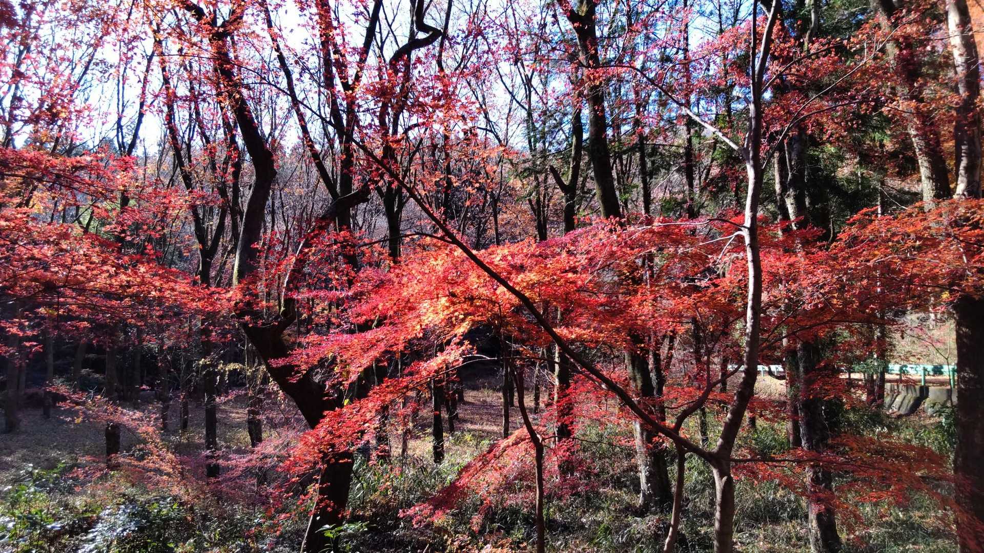 宇都宮市森林公園駐車場登山口-手岡峠-長倉山 周回コースの写真