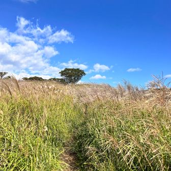ススキ🌾