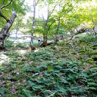 もうすぐレンゲ辻、最後のジグザク急登