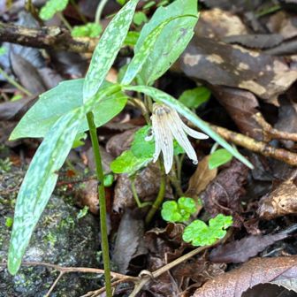 ホソバナコバイモ
あなたにも会いたかったんだよー。
一輪しか花をつけない。