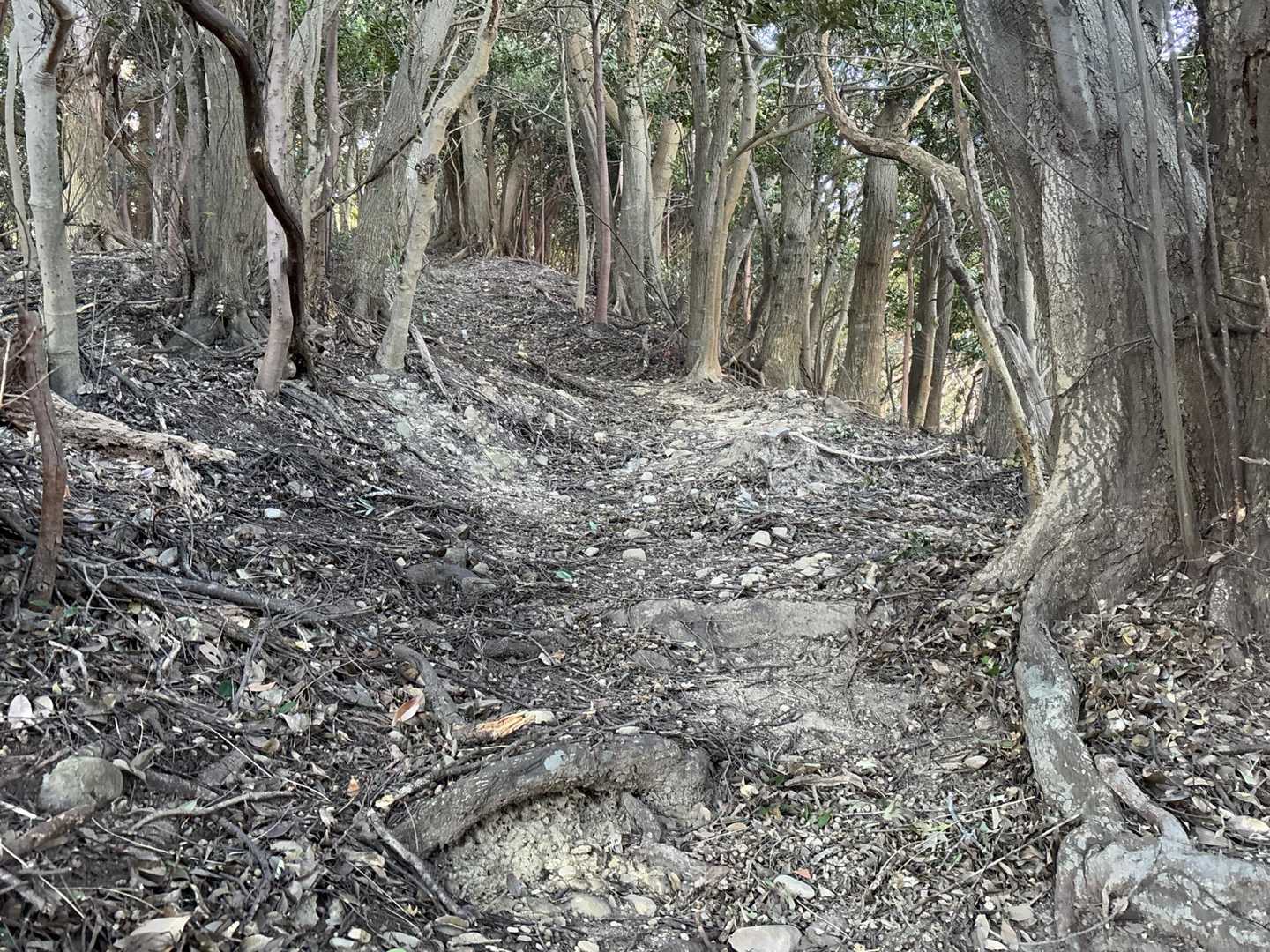 滑るし登りにくい