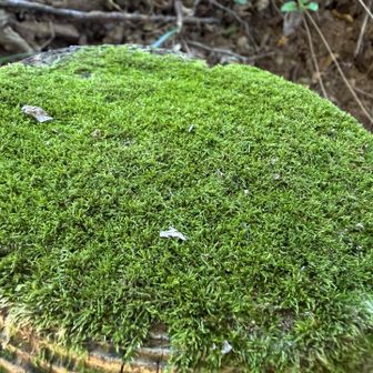 苔の絨毯