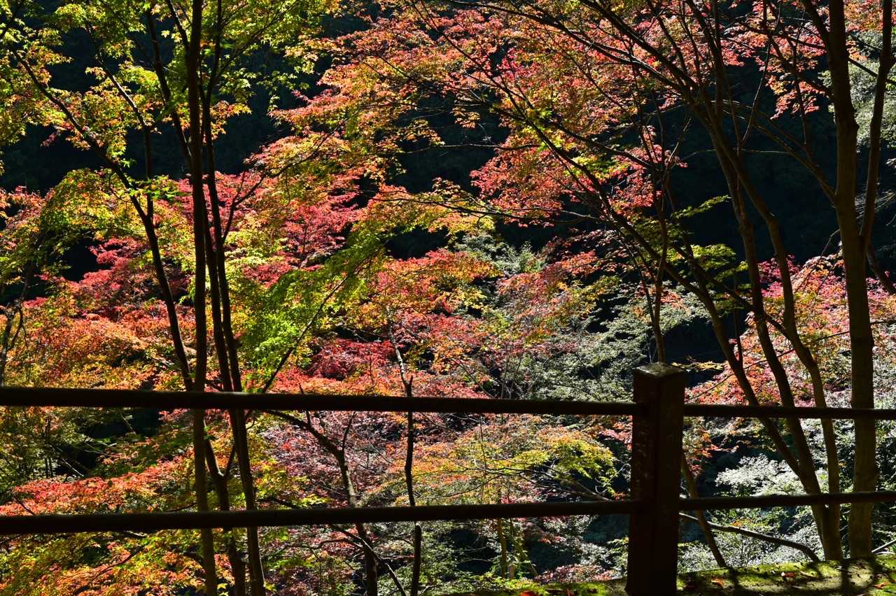 絵になる風景🍁