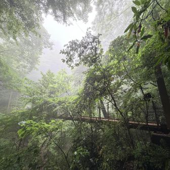 霧の中の吊り橋