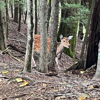 富士見平小屋から駐車場へ向かう途中で、鹿に遭遇。