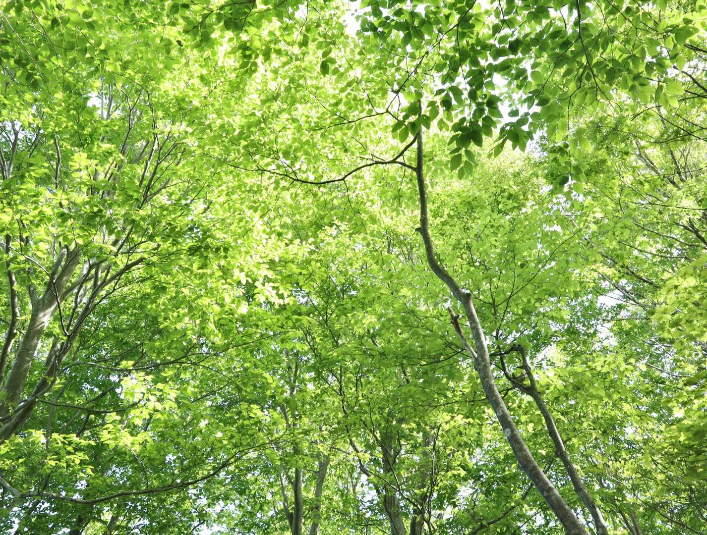 栃尾登山口-イワウチワの丘-奥医王山 往復コースの写真