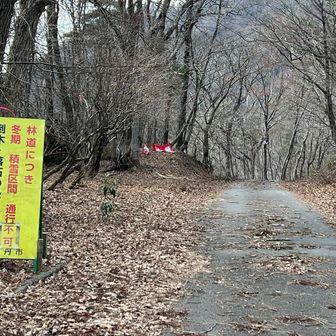 京都府側からマイカーで上がって来ました
林道ながらアスファルト道路です。
杉などの落葉や枯れ枝がひどく、倒木がありますがギリギリ通過できました。
少し落石ありました。