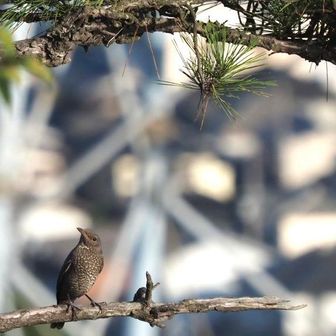イソヒヨドリやジジュウカラなどの
野鳥も居心地良さそう……