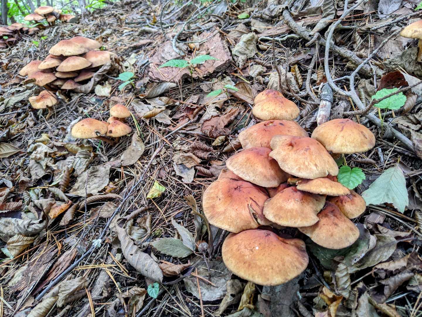 きのこの山は食べ盛り〜♪