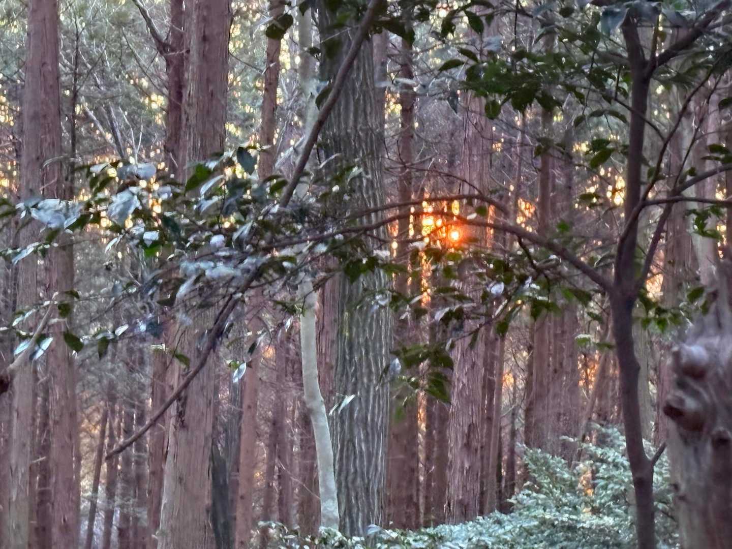 木々から日の出