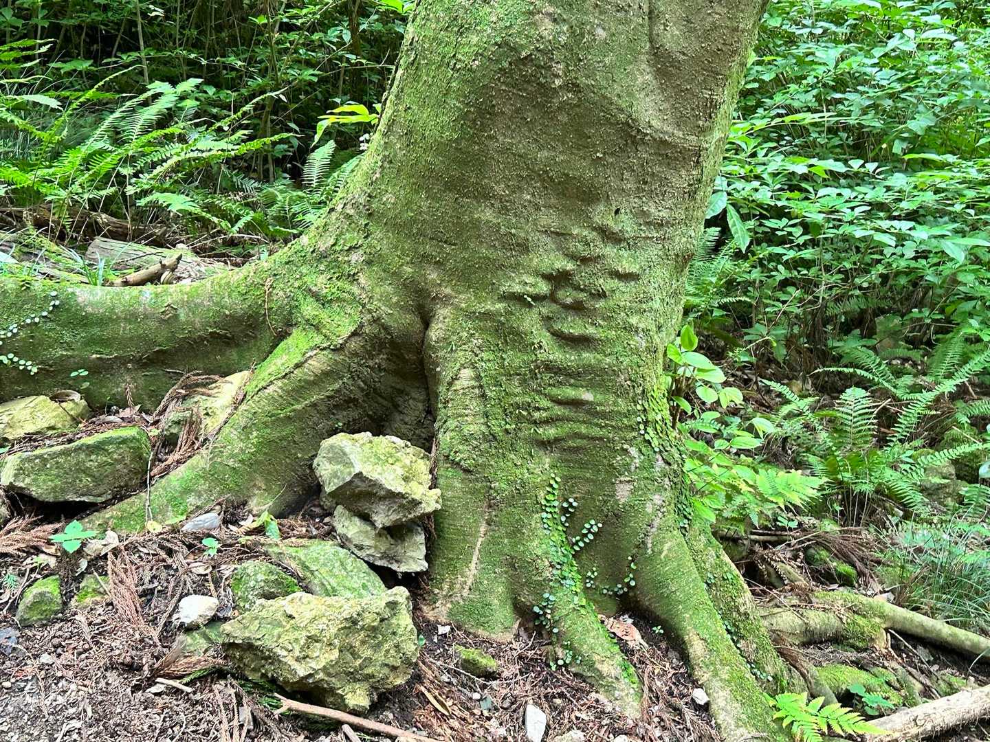 二上山登山口-二上山-祐泉寺-岩屋峠-岩屋 往復コースの写真