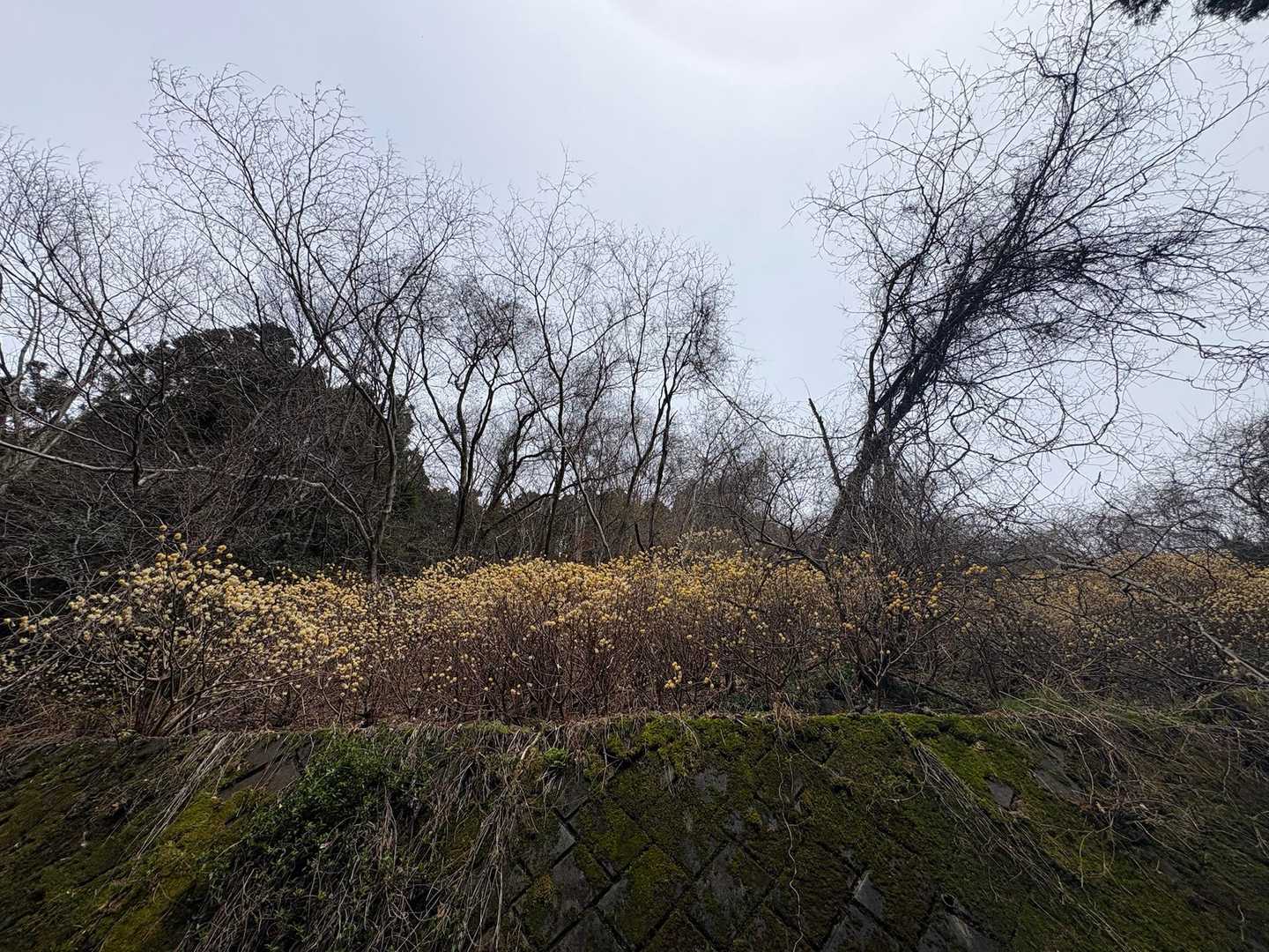 根本山登山口 往復コースの写真
