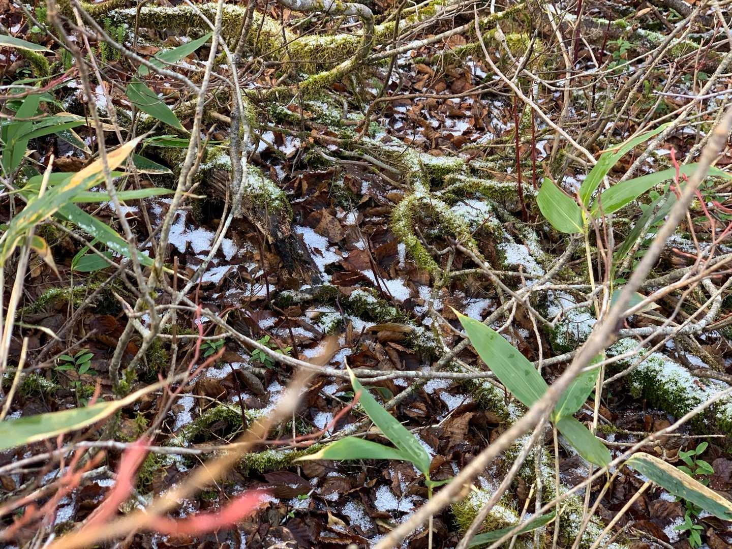雲がかかると雪チラつく❄️
