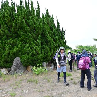 この木の中に三角点があります。