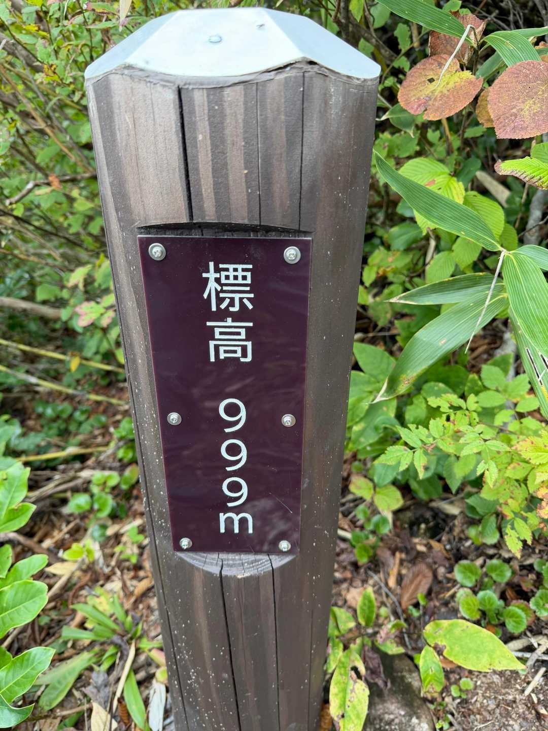 飯士山 往復コースの写真