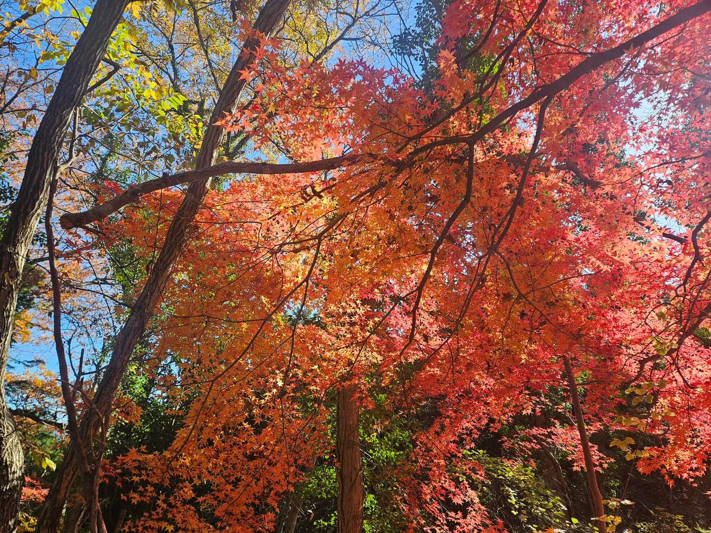 ここの紅葉が綺麗でした