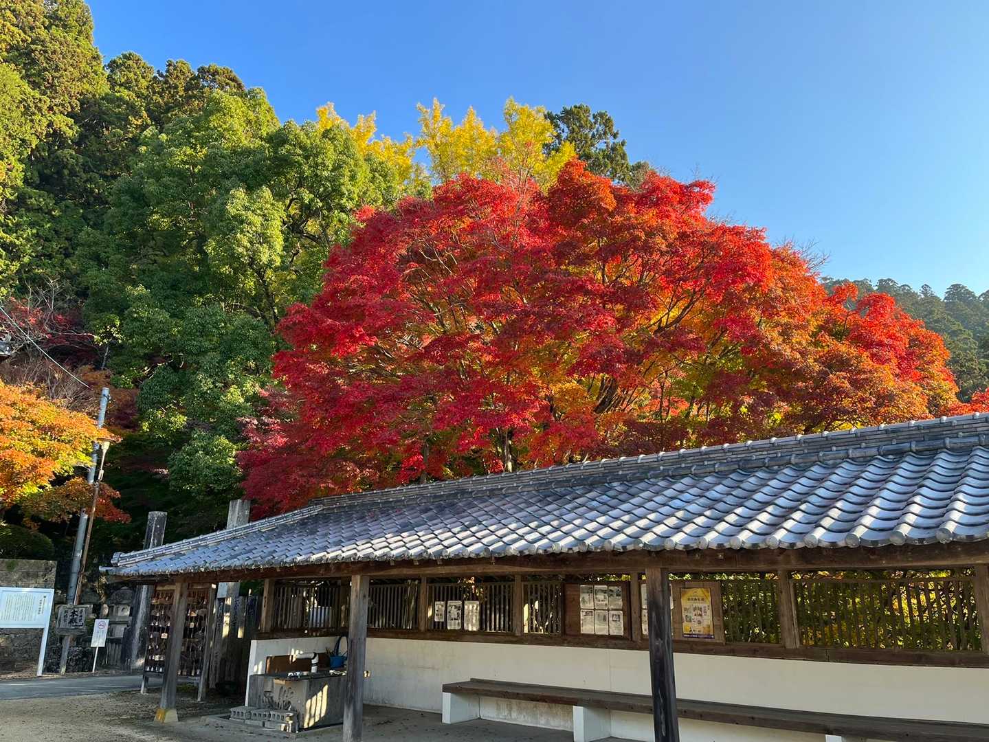 色鮮やかに紅葉してます🍁