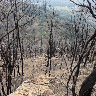 世田山への最後の登り💪
ここを間違って直登してしまったけど、
正規ルートに出た時の感動、達成感がすごかったので、ここを無理やり登って良かった😂楽しかった〜👍

正規ルート？巻き道？は、少しの間だけど道幅が狭くて掴む木も焼けてしまってるから掴めないし足場悪いので、結果良かったと思う🙆