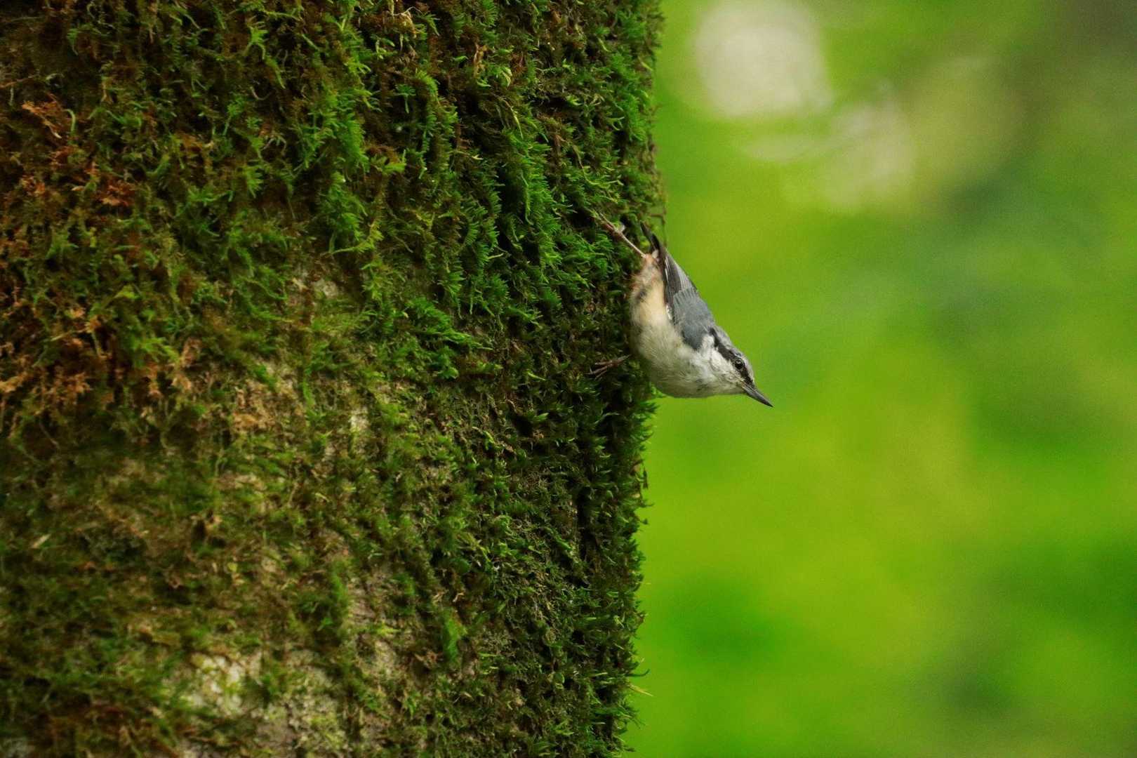 重力無視な、この動き