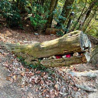 赤猿峠のワニ🐊