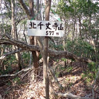 尾根道を右手に北千丈寺山をピストン